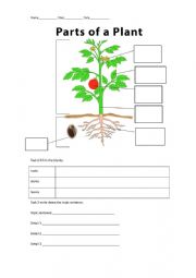 English Worksheet: parts of a plant