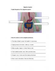 English Worksheet: Digestive System