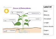 English Worksheet: Photosynthesis