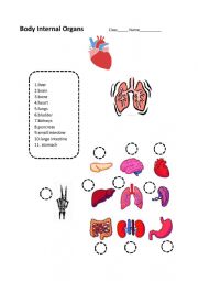 English Worksheet: Body Internal Organs