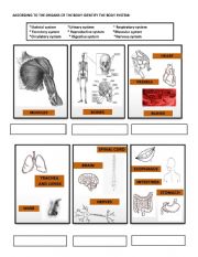 Body systems