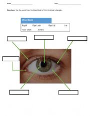 English Worksheet: The Human Eye