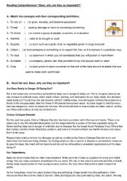 English Worksheet: Bees