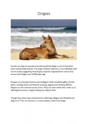 Dingoes in Australia