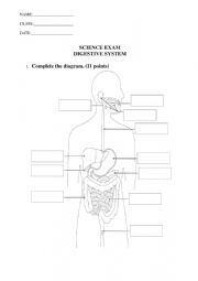 English Worksheet: Digestive system exam