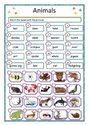 English Worksheet: wild animals