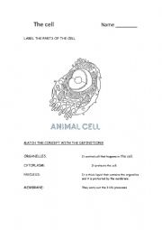 The plant and the animal cell