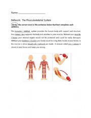 Bellwork- MuscularSkeletal System
