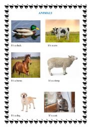 English Worksheet: animals