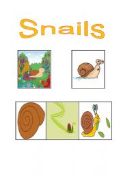 All about Snails
