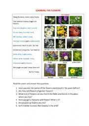 Learn the names of flowers - ESL worksheet by korova-daisy