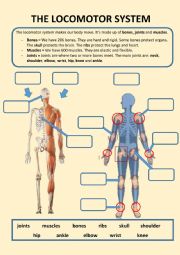 English Worksheet: Our locomotor system
