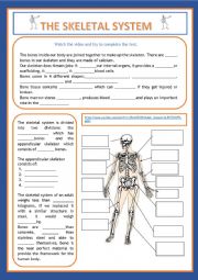 English Worksheet: THE SKELETAL SYSTEM