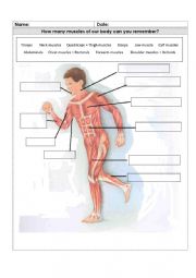 English Worksheet: Muscles