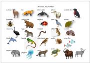 Animal Alphabet