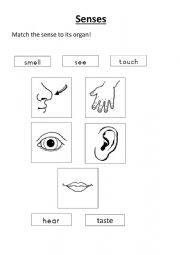 English Worksheet: Senses