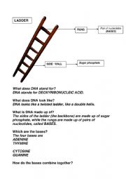 English Worksheet: DNA ladder
