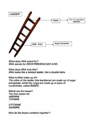 English Worksheet: DNA ladder