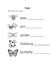 English Worksheet: Bugs