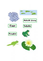 English Worksheet: LIFE CYCLE OF A FROG