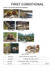 first conditional- beavers in Tierra del Fuego