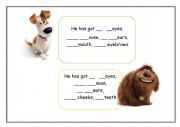 pet description