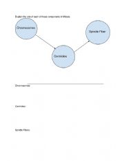 English worksheet: Mitosis Connections