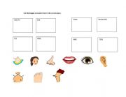 English Worksheet: Body Parts