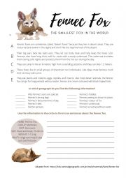 English Worksheet: Fennec Fox