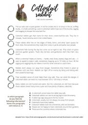 English Worksheet: Cottontail Rabbit