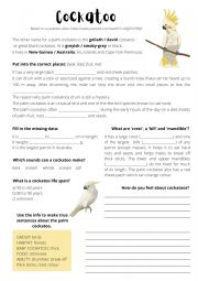 English Worksheet: Cockatoo