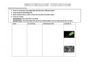 English worksheet: MONERA KINGDOM