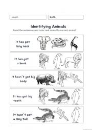 Animal worksheet