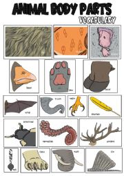 English Worksheet: Animal body parts