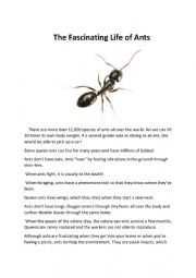 The Fascinating Life of Ants