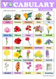 Flowers - Vocabulary