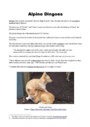 English Worksheet: Alpine Dingoes