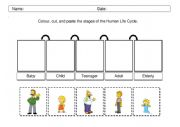 English Worksheet: Human life cycle - The Simpson