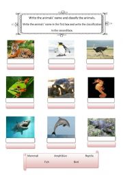 English Worksheet: Animal name and classification