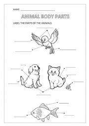 English Worksheet: ANIMALS BODY PARTS