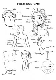 English Worksheet: Human Body Parts