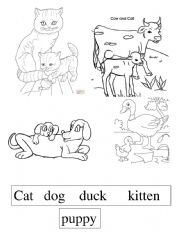 English Worksheet: Farm animals and their babies