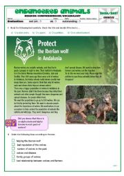 English Worksheet: Reading comprehension: endangered animals (Iberian Wolf)