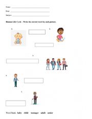 English Worksheet: Human Life Cycle