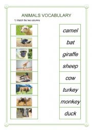 Animals Vocabulary 