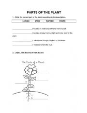 English Worksheet: part of palant