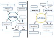 Reptiles and amphibians mind map