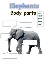 Elephants Body Parts