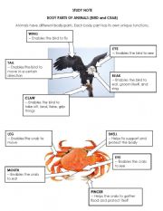 Parts of a crab and bird