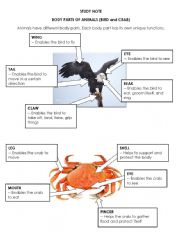 English Worksheet: Parts of a crab and bird
